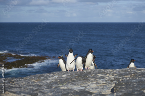 Rockhopper Penguins  Eudyptes chrysocome  return to their colony on the cliffs of Bleaker Island in the Falkland Islands