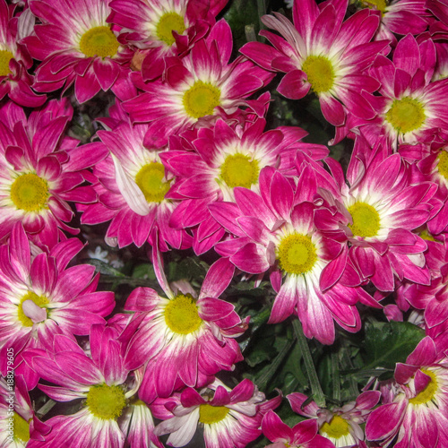 A square photograph of a large bouquet of purple white yellow chrysanthemums photographed from above