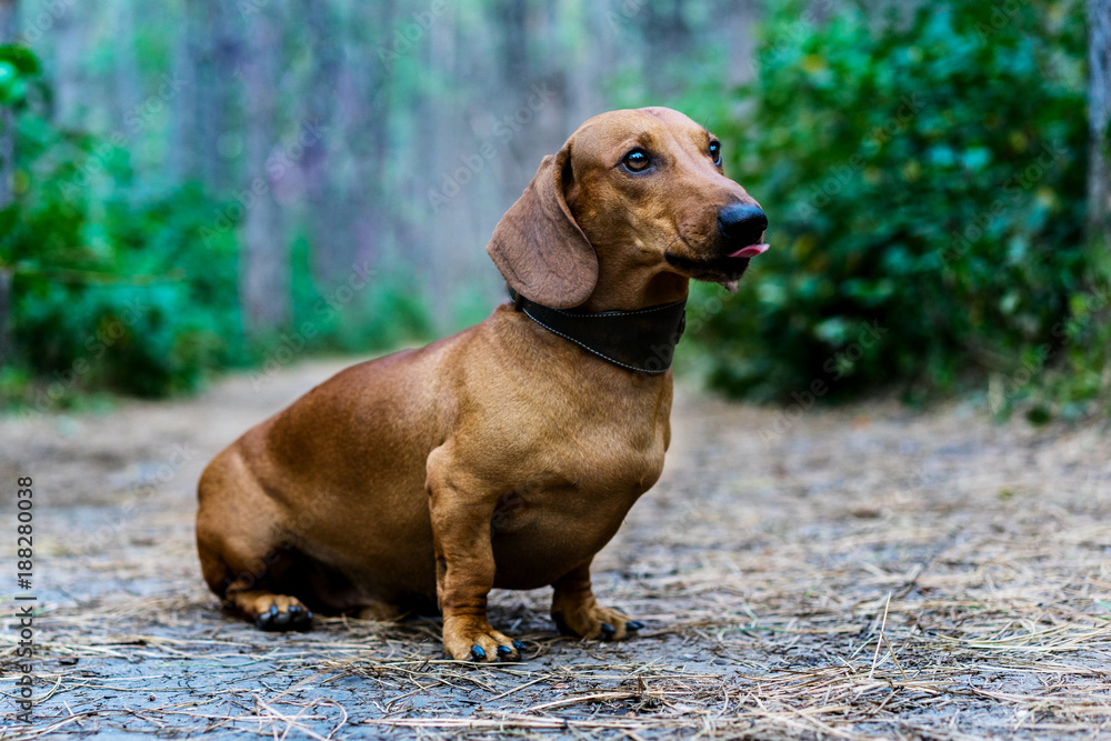 Dog dachshund outdoors. A beautiful red dachshund sits sticking out his tongue in the alley in the park amidst green trees.