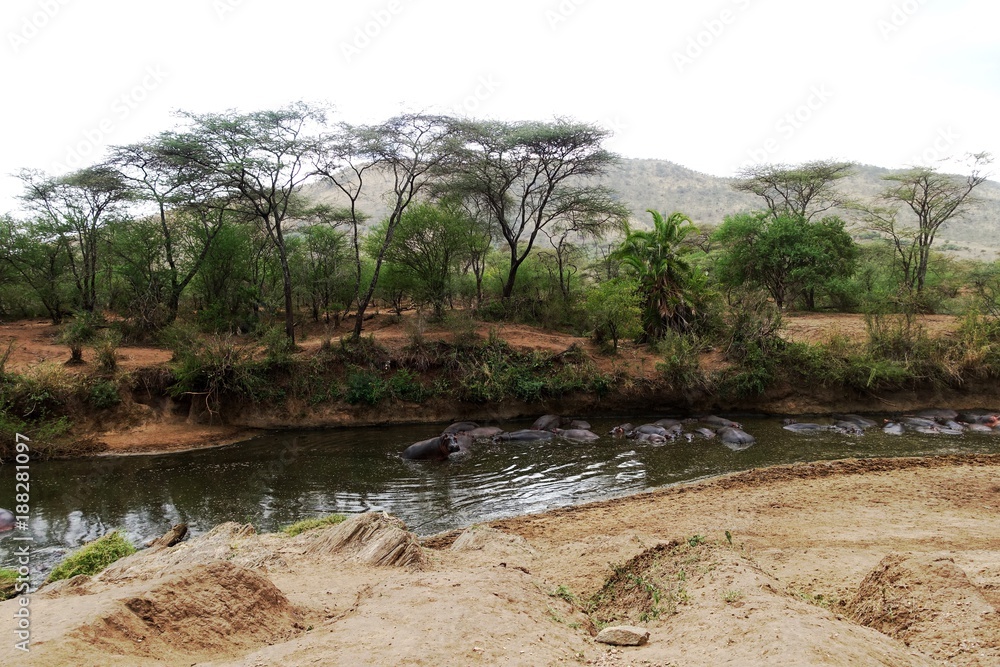 Serengeti Flusspferd