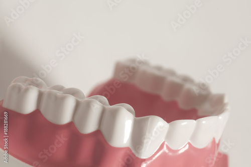 Dental human teeth model. photo