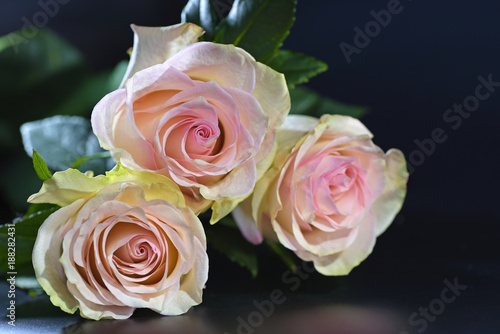 Three pink roses closeup on black background