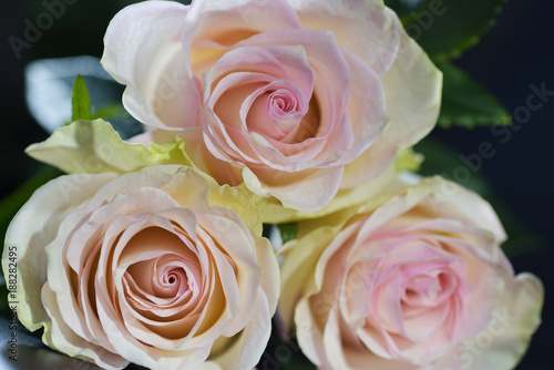 Three pink roses closeup on black background