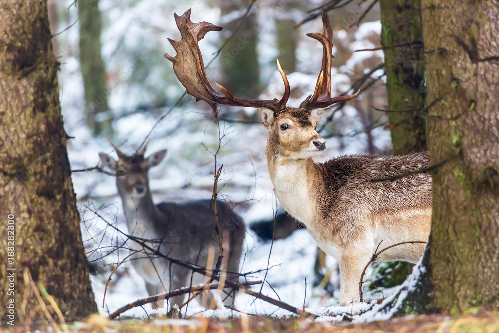 Fallow deer dama dama with big antlers looking at camera in winter forest  behind the tree. Natural landscape. Animals in natural habitat. Stock Photo  | Adobe Stock