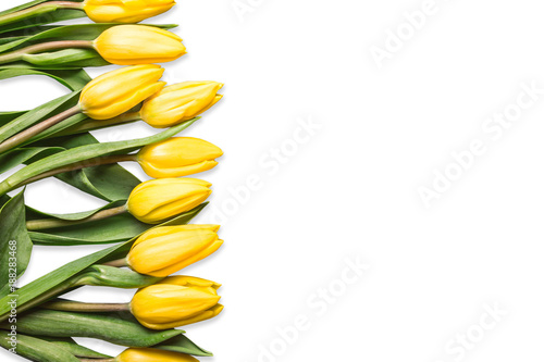 Yellow tulip flowers with white empty copy space isolated on white. #188283468