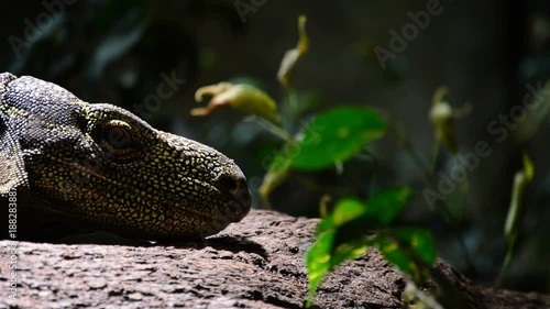 Head of Varanus salvadorii, crocodile monitor lizard of New Guinea - Varanus salvadorii photo