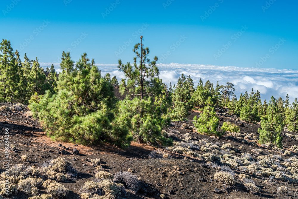 Kiefernwald auf Teneriffa auf 3000 Meter Höhe über den Wolken Kiefernwald auf Teneriffa auf 3000 Meter Höhe über den Wolken