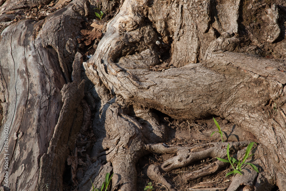 Old weathered stump for abstract, background or texture Old weathered stump for abstract, background or texture