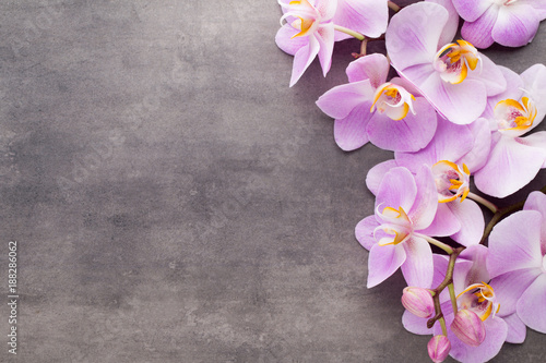 Pink orchid flower on a gray textured background  space for a text.