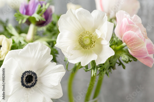 Canvas Print Close-up of a white anemones