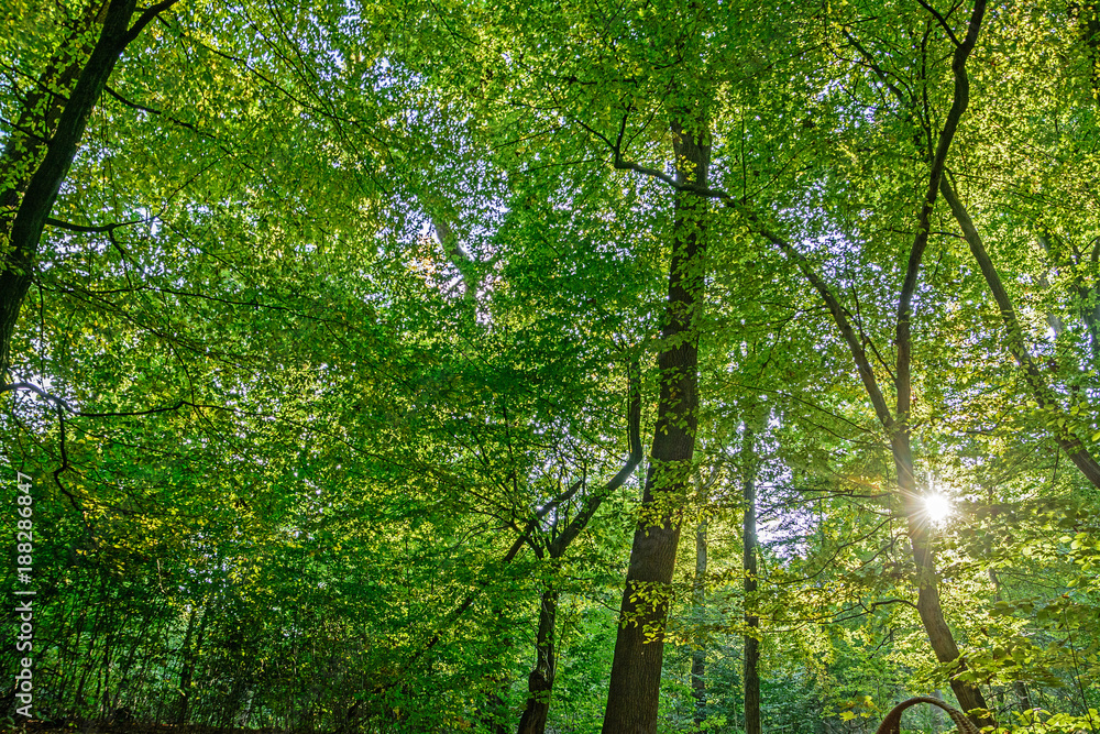 Obraz premium Sun shines through the canopy of leaves