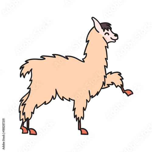 Hand drawn Peru animal, alpaca, vicuna. 