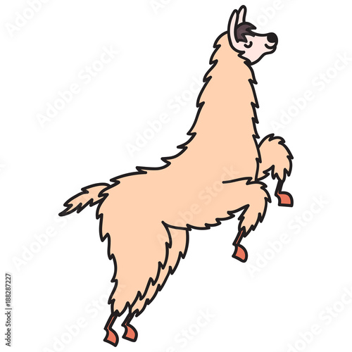 Hand drawn Peru animal, alpaca, vicuna. 