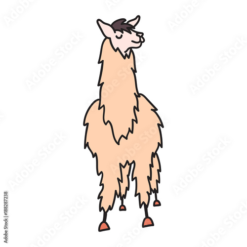 Hand drawn Peru animal, alpaca, vicuna. 