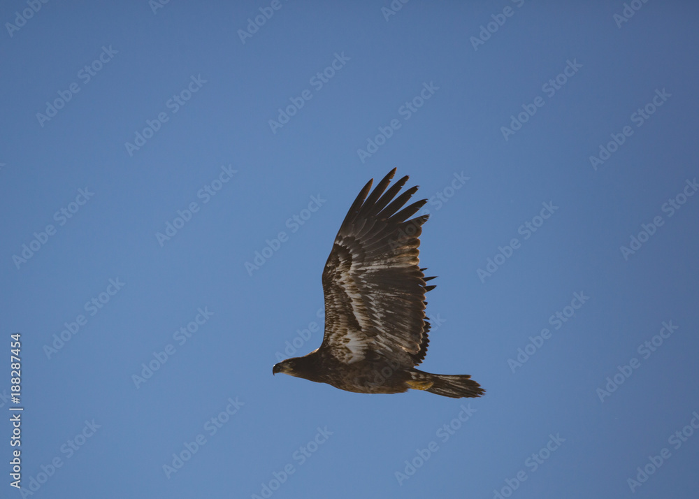 Immature bald eagle in flight with wings up