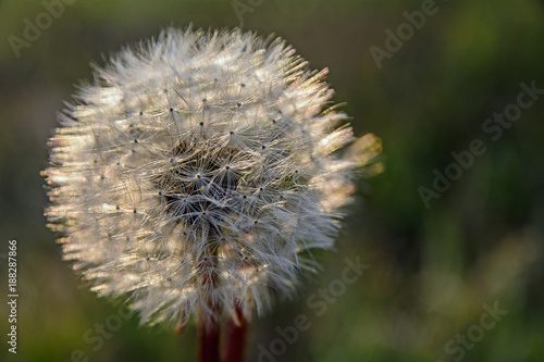 Fototapeta Naklejka Na Ścianę i Meble -  faded dandelion in the backlight