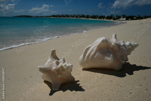Beach covered in Conch Shells in Anguilla