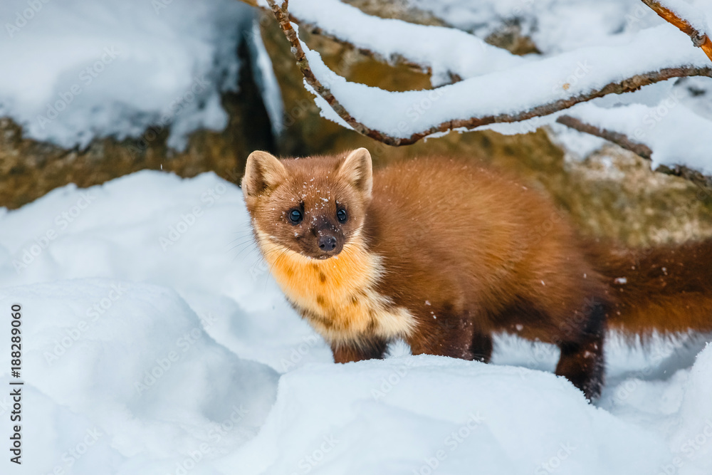 Single weasel sitting at snow field, mustela nivalis Single weasel sitting at snow field, mustela nivalis
