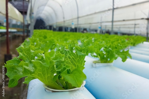 Wallpaper Mural Green lettuce in hydroponics farm. Torontodigital.ca