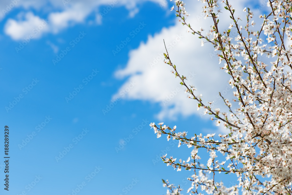 Zarte Blüte am Kirschbaum im April. Himmel blau und Textfreiraum Zarte Blüte am Kirschbaum im April. Himmel blau und Textfreiraum