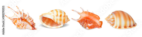 Set of vector seashells