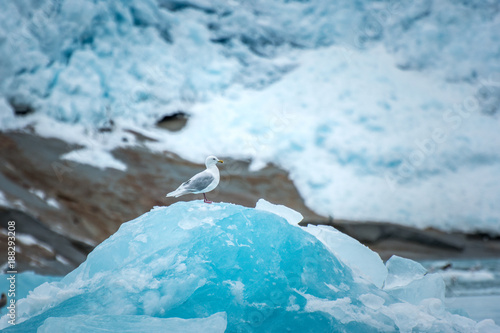 single sea gull sitting on top of an iceberg photo