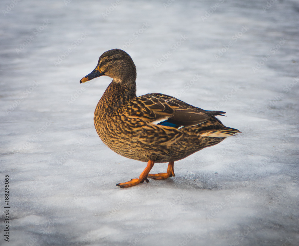 duck profile duck profile