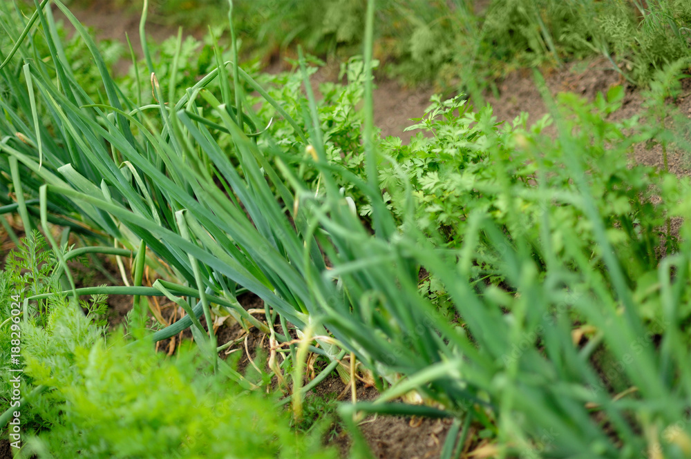 Vegetable backyard garden. Young onion, lettuce, onions, carrot and parsley in vegetable permaculture cultivation. Eco-friendly backyard garden. Vegetable backyard garden. Young onion, lettuce, onions, carrot and parsley in vegetable permaculture cultivation. Eco-friendly backyard garden.