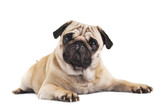 cute pug close-up on white background
