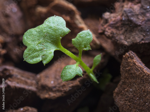 Fresh Green Shoot New Growth with Organic Background