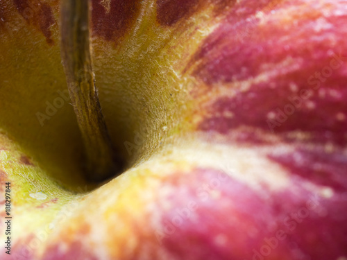Fresh Apple with Stalk Closeup