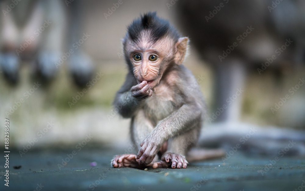 Baby macaque sales monkey for sale