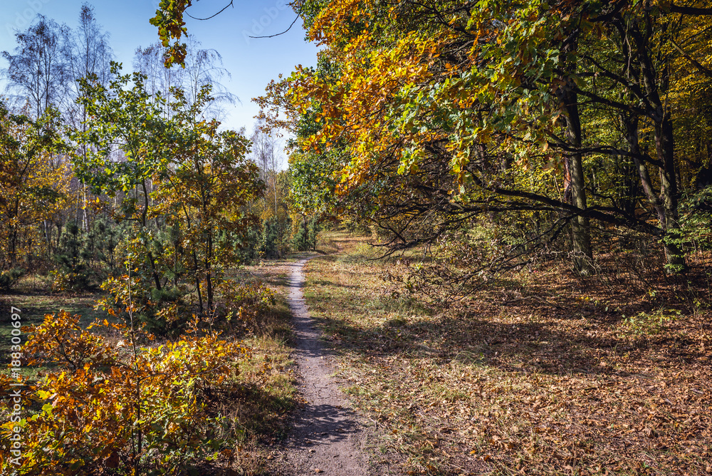 Pathway on the edge of Kampinos Forest in Poland Pathway on the edge of Kampinos Forest in Poland
