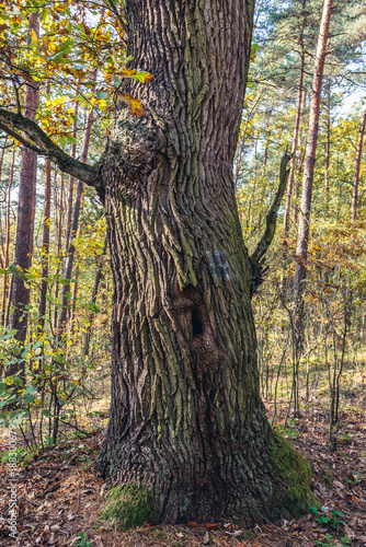 Oak tree trunk in Kampinos Forest in Poland