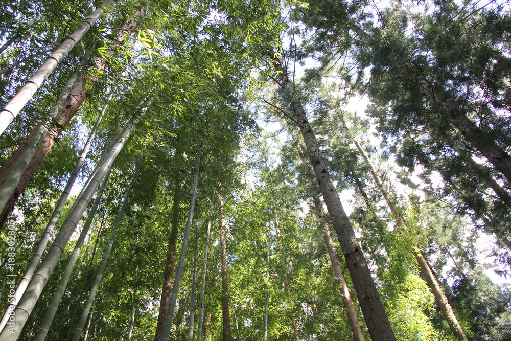 Naklejka premium 杉と竹が混在する林(宮城県)