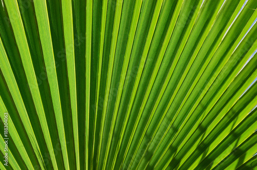 Palm leaf. Abstract green texture