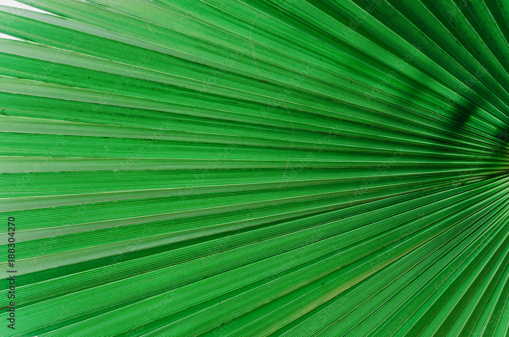 Palm leaf. Abstract green texture Palm leaf. Abstract green texture