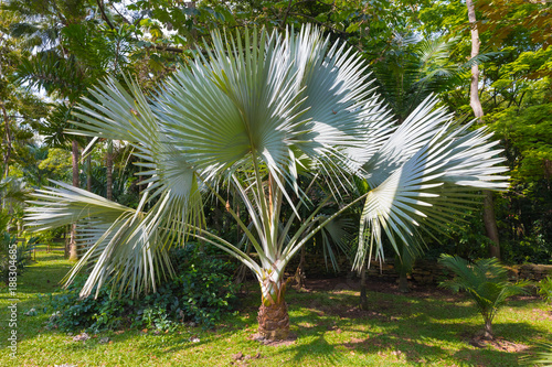 Colombia Medellin,  Palm Trachycarpus Fortunei in botanical gardens photo