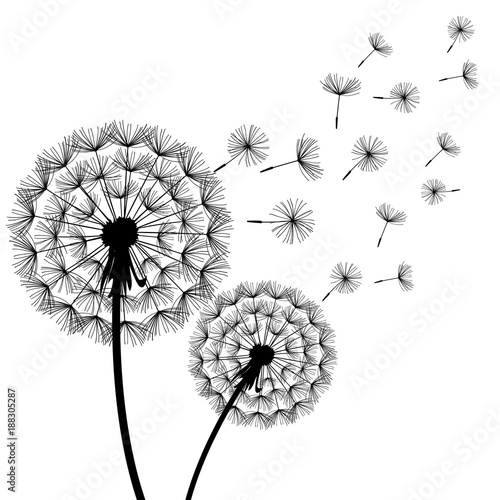 Fototapeta Naklejka Na Ścianę i Meble -  Two black dandelions blowing over white