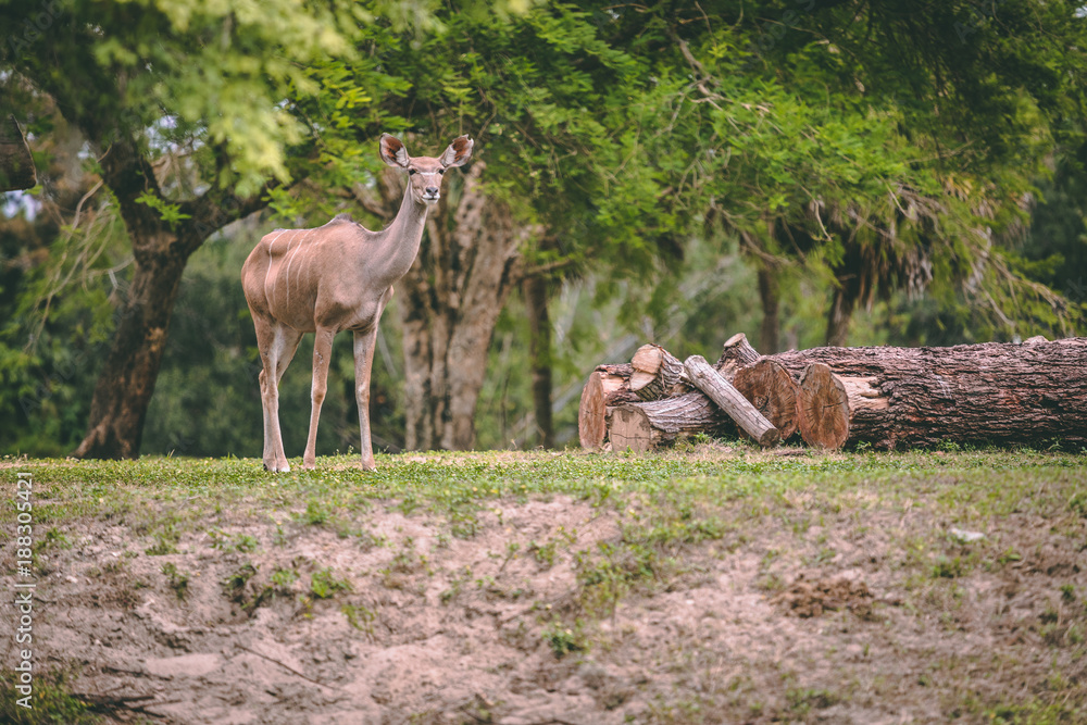 Fototapeta premium deer
