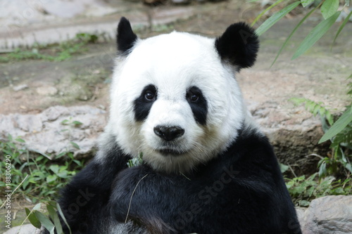Female Giant Panda in Thailand © foreverhappy