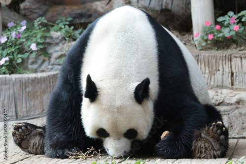 Fototapeta Naklejka Na Ścianę i Meble -  Male Giant Panda in Thailand