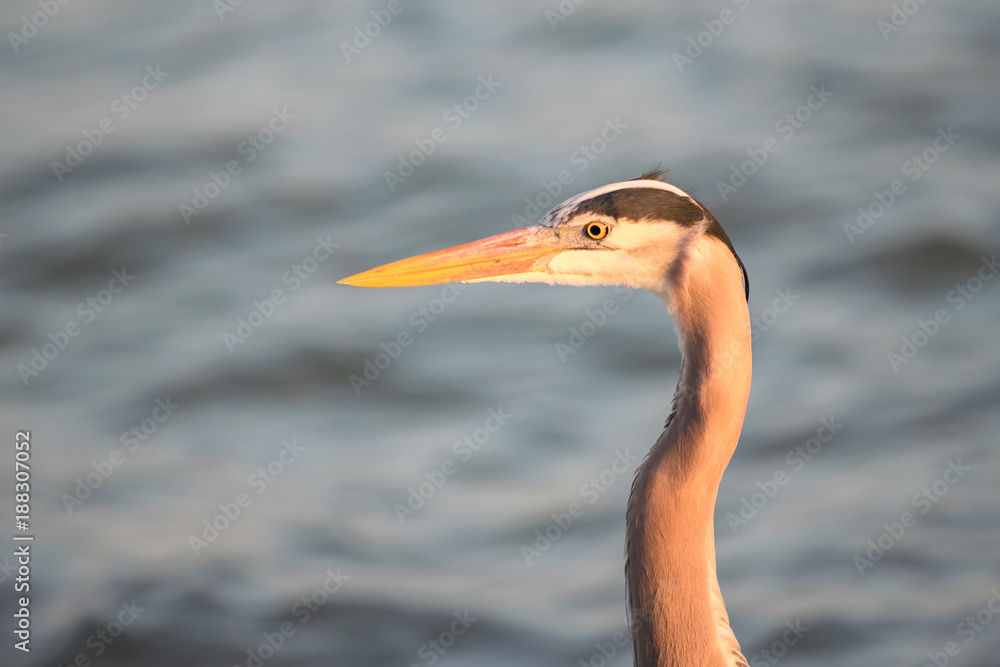 Bird 9 Bird 9