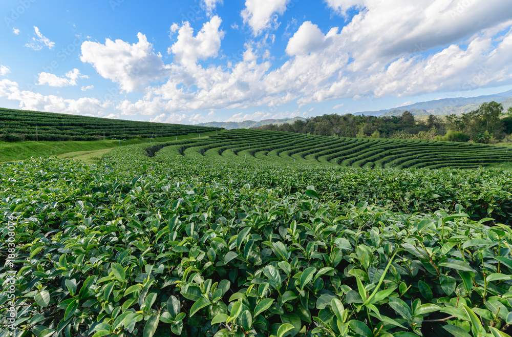 Beautiful tea plantation with white cloud blue sky