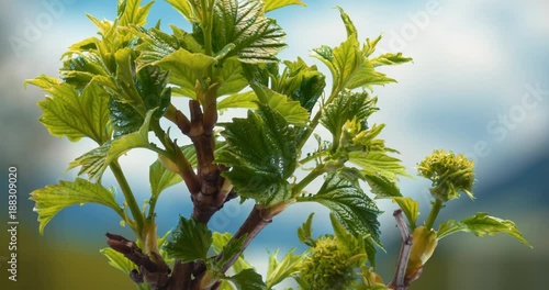 Junger Baum der austreibt makro shot photo