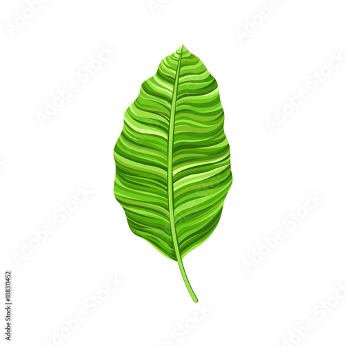 Watercolor Leaf Vector