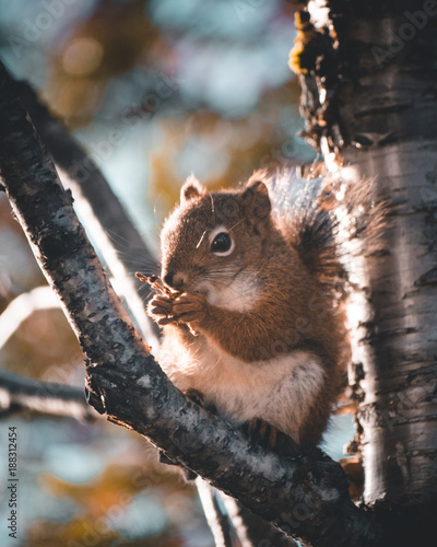 Squirrel 