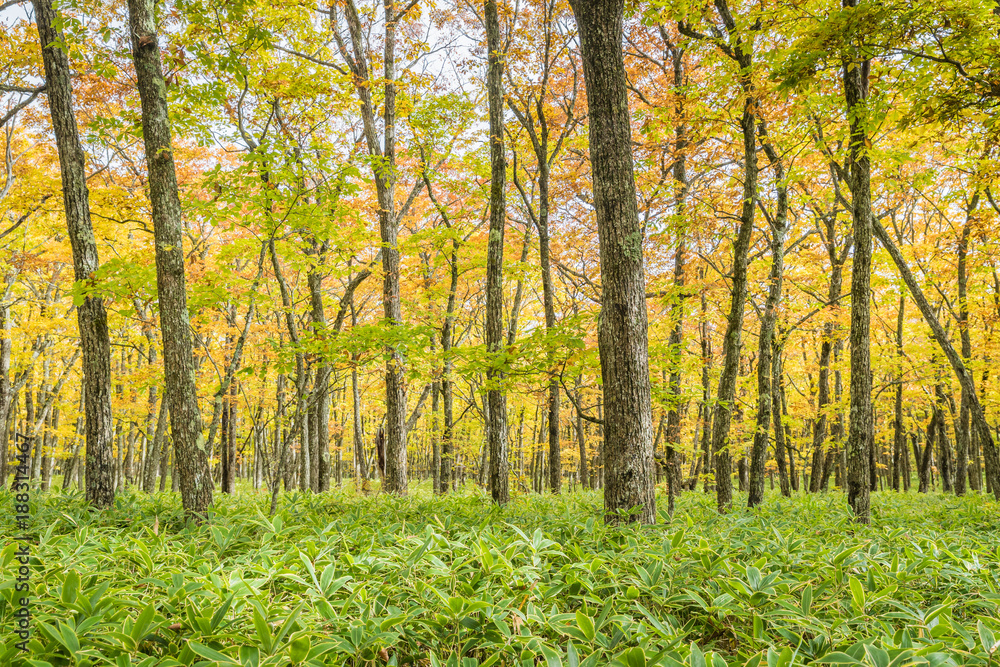 Yellow forest at Nikko , Tochigi prefecture in autumn