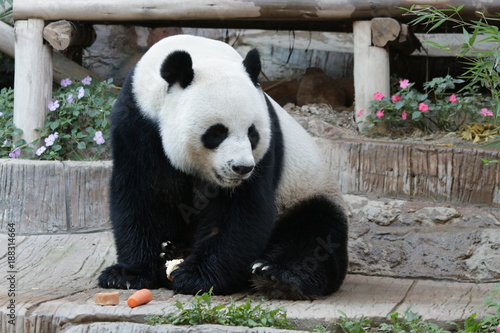 Fototapeta Naklejka Na Ścianę i Meble -  Male Giant Panda in Thailand