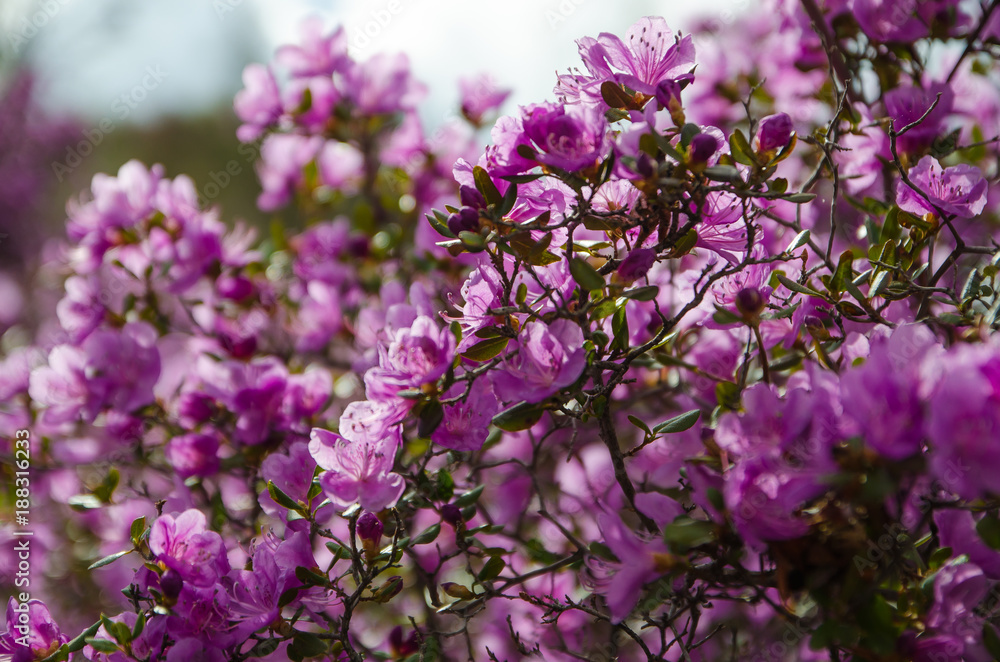 Flowering rhododendron Ledebour close up on sky background. Pink Spring flowers of the Western Siberia. Altai Mountains. maralnik, Ledum Flowering rhododendron Ledebour close up on sky background. Pink Spring flowers of the Western Siberia. Altai Mountains. maralnik, Ledum